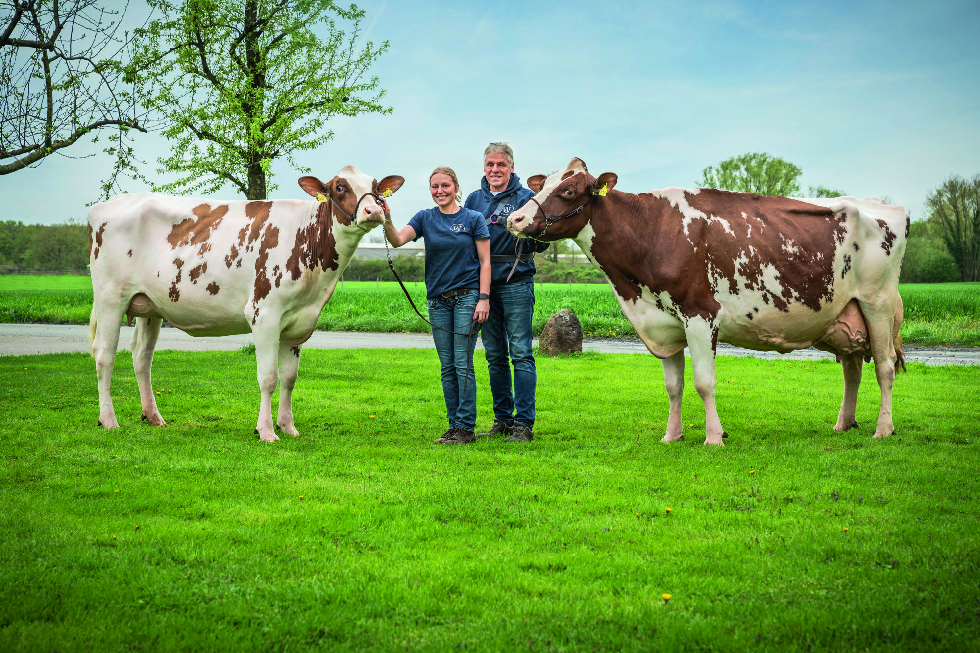 Wiewer Holsteins hat sich in der Rotbuntzucht bis an Deutschlands Spitze gezüchtet. Die Vermarktung von weiblichen und männlichen Zuchttieren macht die Genetik von Familie Wiewer für andere Milcherzeuger zugänglich. Wie erreichen sie diese guten Tierqualitäten?